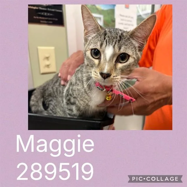 A baby small-sized female Domestic Short Hair cat named Maggie for adoption in Macon, GA