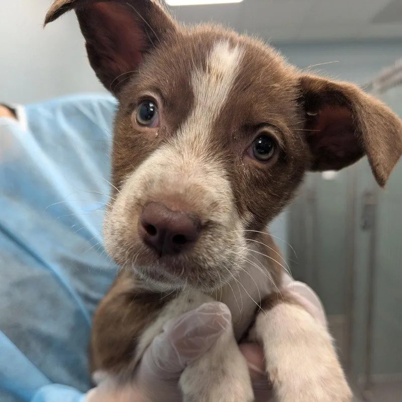 A young medium-sized female Mixed Breed dog named Bramble for adoption in New Castle, DE