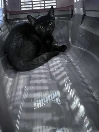 A baby small-sized female Domestic Short Hair cat named Banana Bread for adoption in Daytona Beach, FL
