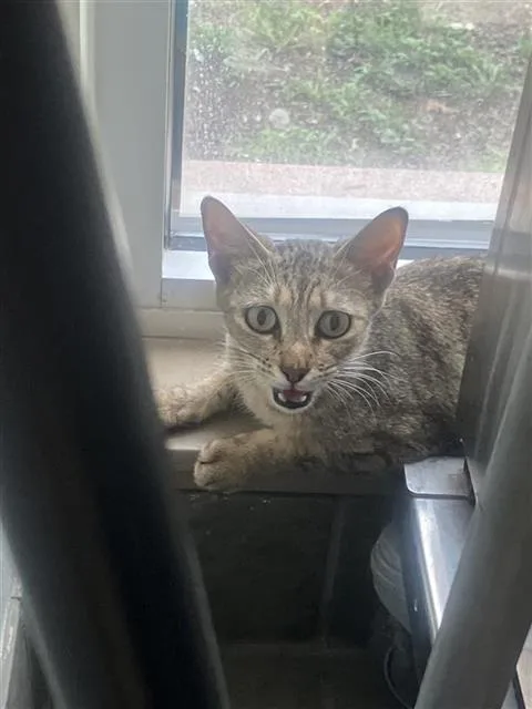 A young small-sized female Domestic Short Hair cat named Sassy for adoption in San Antonio, TX