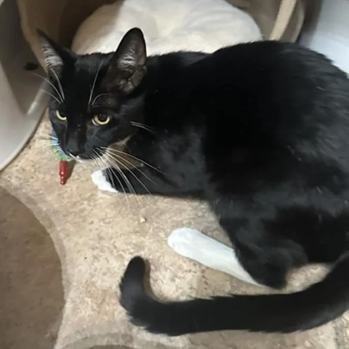 A young small-sized male Black Domestic Short Hair cat named Scout for adoption in Los Angeles, CA
