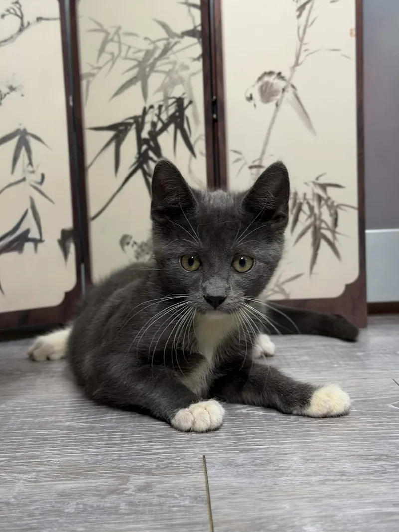 A baby medium-sized female Gray / Blue / Silver Domestic Short Hair cat named The Teletubbies Litter for adoption in Weehawken, NJ