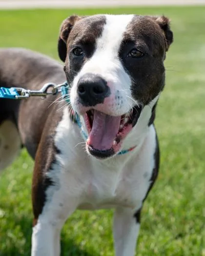 An adult medium-sized female American Staffordshire Terrier dog named Shelby for adoption in Pequot Lakes, MN