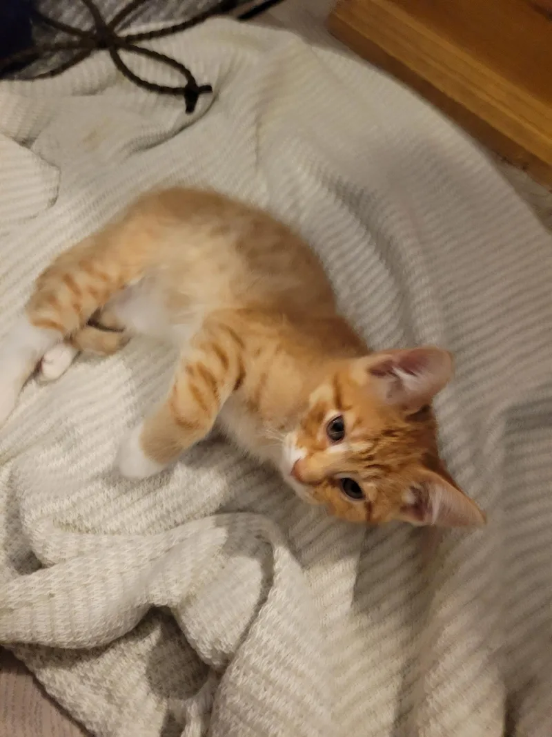 A baby medium-sized male Tabby (Orange / Red) Tabby cat named Theo for adoption in Keller, TX