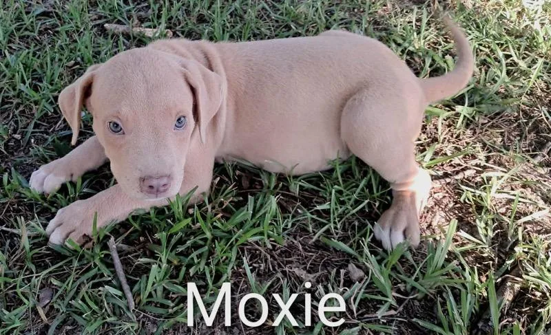 A baby medium-sized male Hound dog named Jiggy pups for adoption in Brooksville, FL