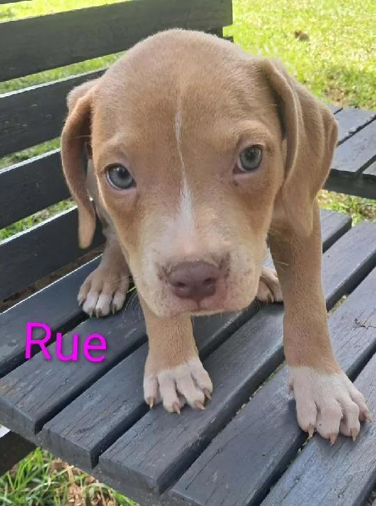Jiggy pups thumbnail 3