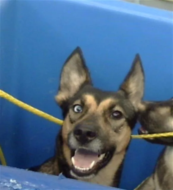 A young large-sized female Mixed Breed dog named Sol for adoption in Dallas, TX