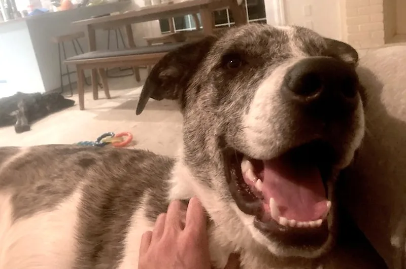 A young large-sized male White / Cream Catahoula Leopard Dog dog named Meep for adoption in Amherst, MA