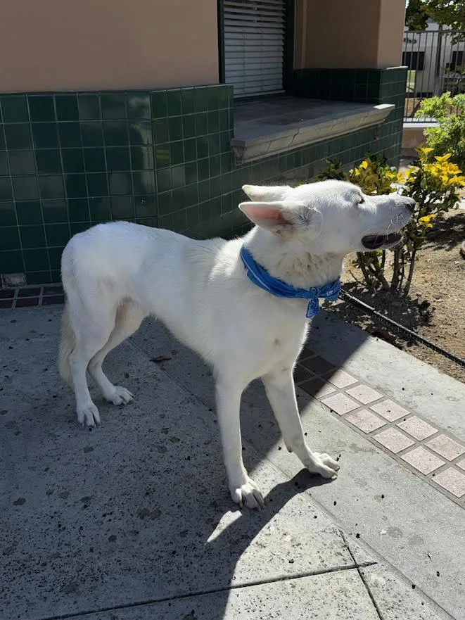 A young large-sized male White German Shepherd dog named Canelo for adoption in Irvine, CA
