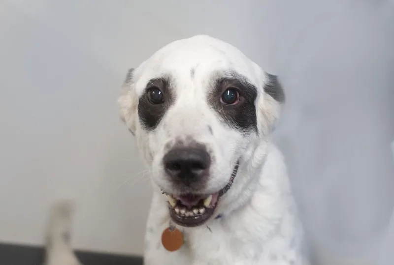 A senior large-sized female Border Collie dog named Hope for adoption in Mountain Home, AR