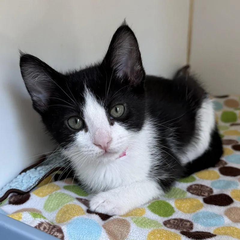 A baby small-sized female Black Domestic Short Hair cat named Keiko for adoption in Oakland, CA