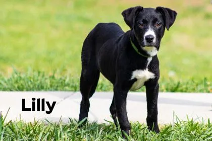 A young medium-sized female Black Labrador Retriever dog named Lilly for adoption in Clayton, GA