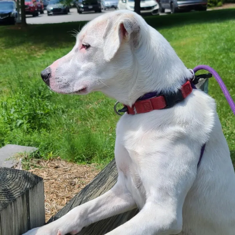 Penelope thumbnail 2