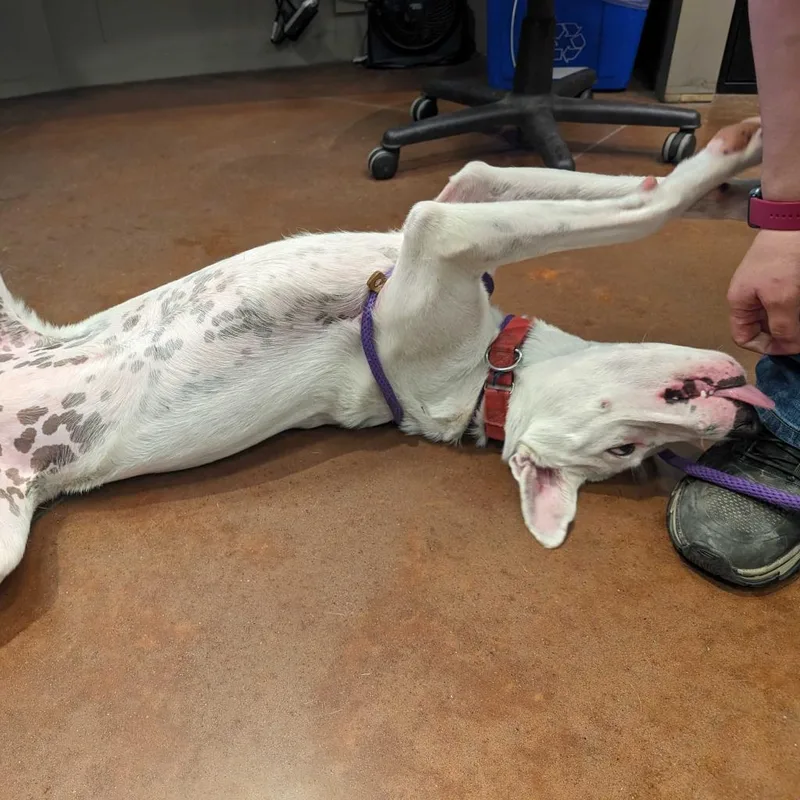 Penelope thumbnail 3