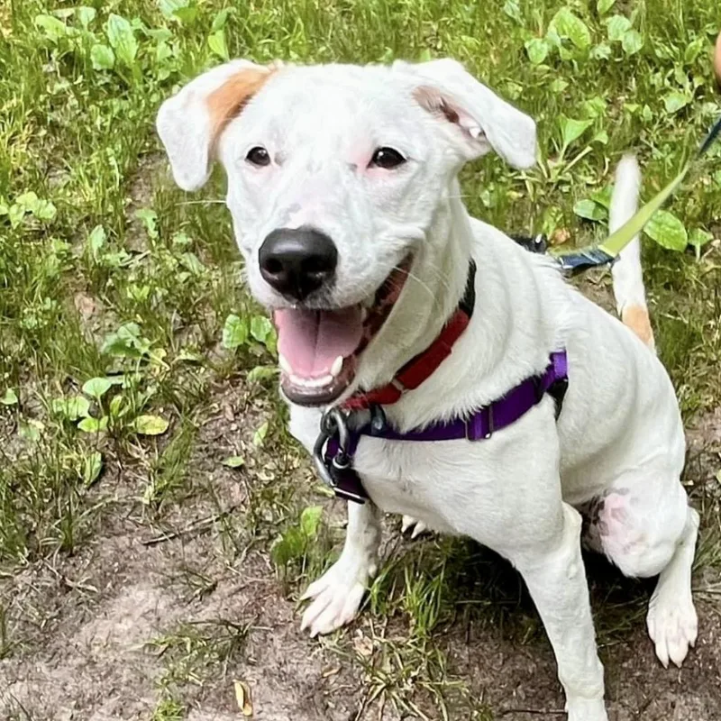 Penelope thumbnail 4