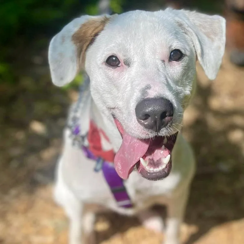 Penelope thumbnail 6