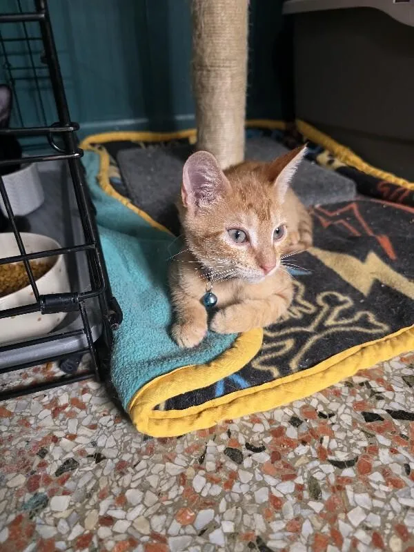 A young medium-sized male American Shorthair cat named Dominic for adoption in Maitland, FL