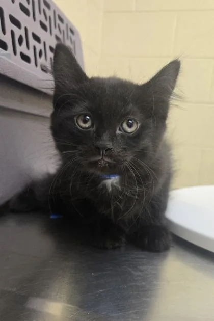 A baby small-sized male Domestic Short Hair cat named Malt for adoption in Westland, MI