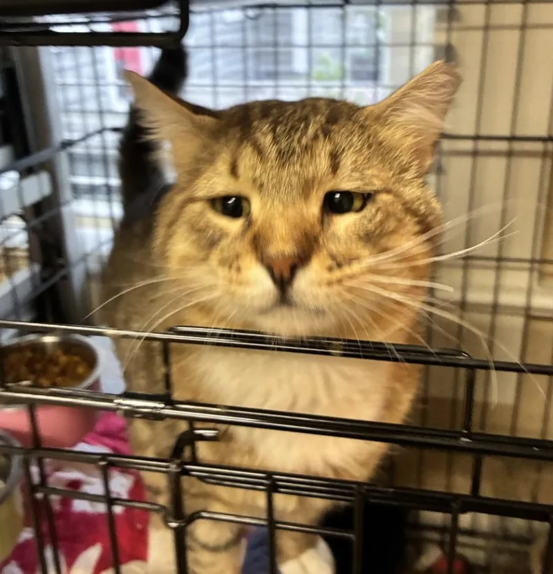 An adult large-sized male Tabby (Brown / Chocolate) Domestic Short Hair cat named George for adoption in Statesboro, GA