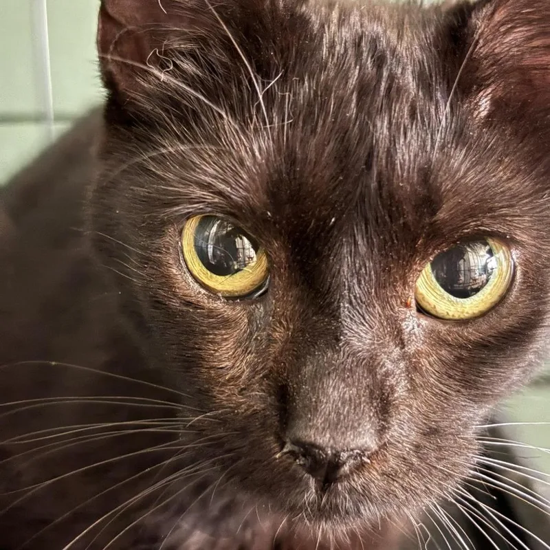 A young small-sized female Black Domestic Short Hair cat named Nera for adoption in Johnstown, PA