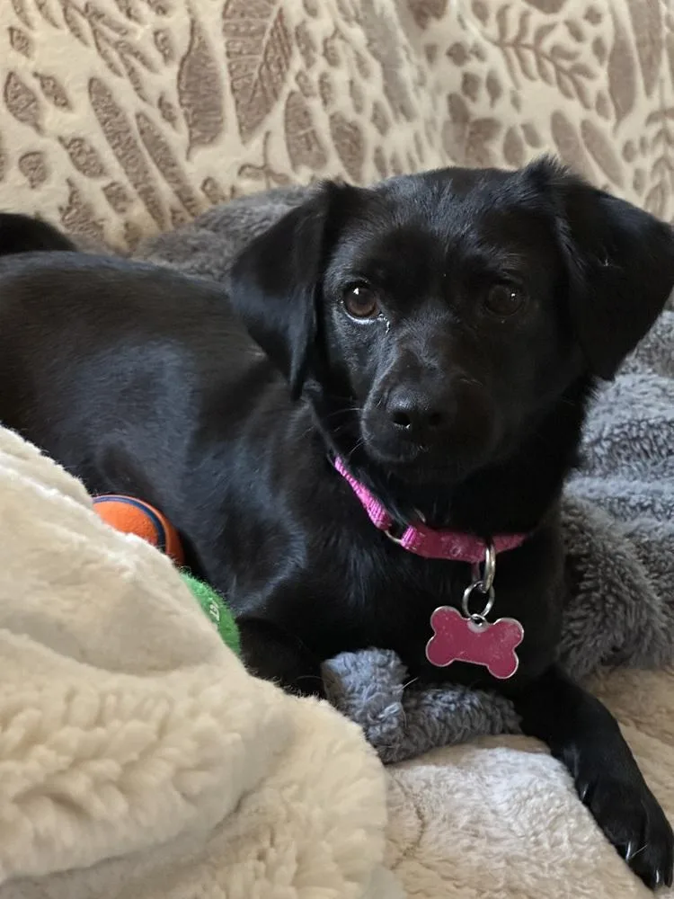 A baby small-sized female Black Chihuahua dog named Canoodle for adoption in Mundelein, IL