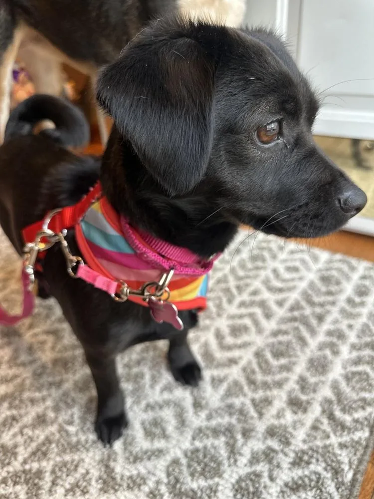 Canoodle thumbnail 2