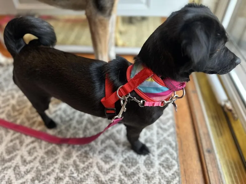 Canoodle thumbnail 3