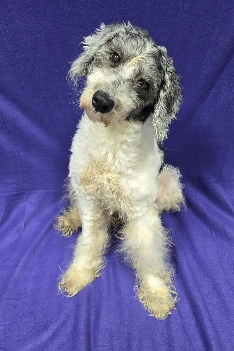An adult medium-sized male White / Cream Labradoodle dog named Coby for adoption in Frankfort, IN