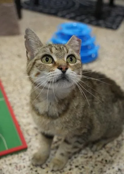 An adult medium-sized female Domestic Short Hair cat named Mable for adoption in Aiken, SC