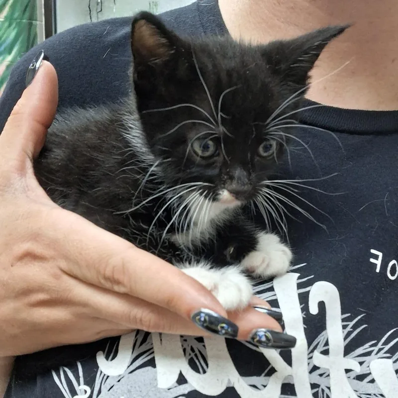 A baby small-sized male Black Domestic Short Hair cat named Zipper for adoption in Leander, TX