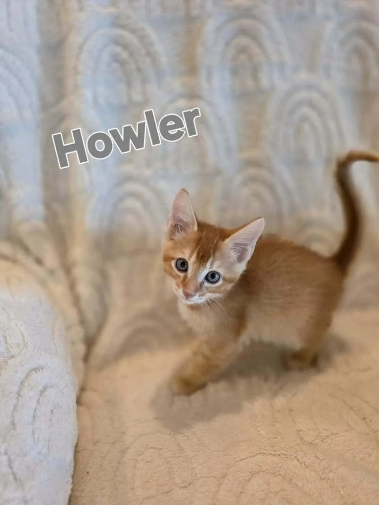 A baby small-sized male Domestic Short Hair cat named Howler for adoption in Groveland, MA