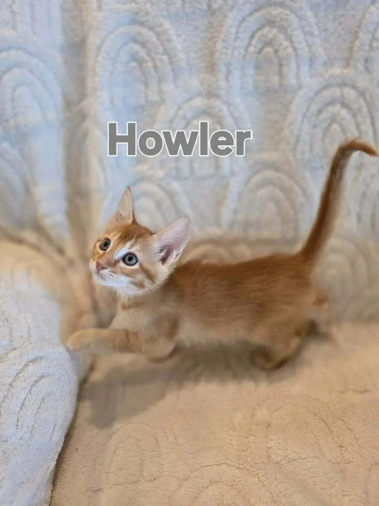 Howler thumbnail 2