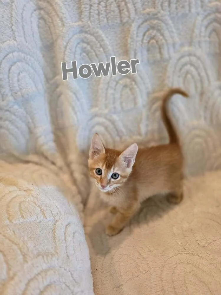 Howler thumbnail 3