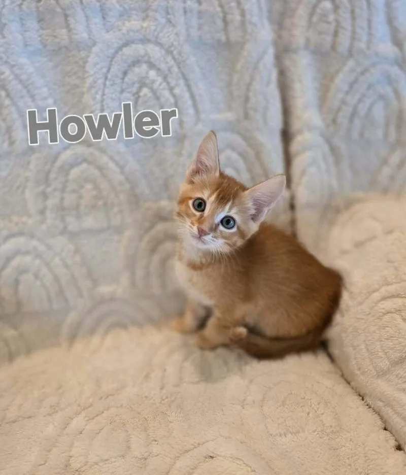 Howler thumbnail 4
