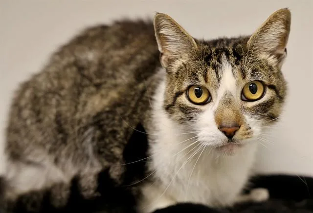 A senior medium-sized male Domestic Short Hair cat named Prince for adoption in San Luis Obispo, CA