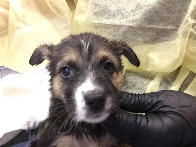 A baby small-sized female Australian Cattle Dog / Blue Heeler dog named Apple for adoption in Thousand Palms, CA