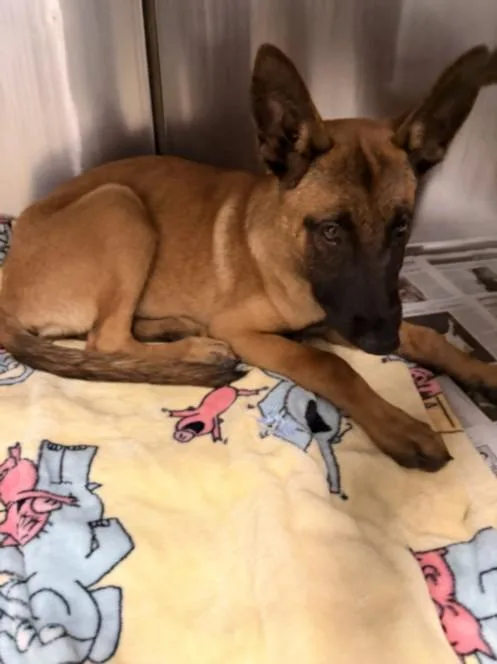 A baby small-sized female German Shepherd Dog dog named Hopper for adoption in Van Nuys, CA