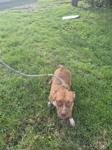 A young medium-sized female Pit Bull Terrier dog named Pretzel for adoption in Dayton, OH