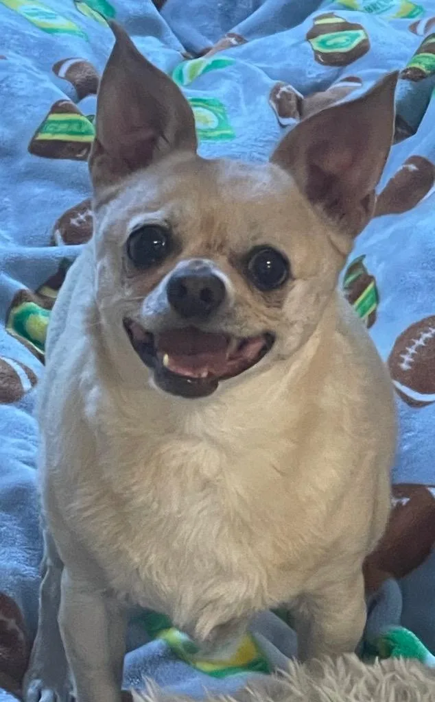 A senior small-sized female Chihuahua dog named Miss Peanut for adoption in Seven Points, TX