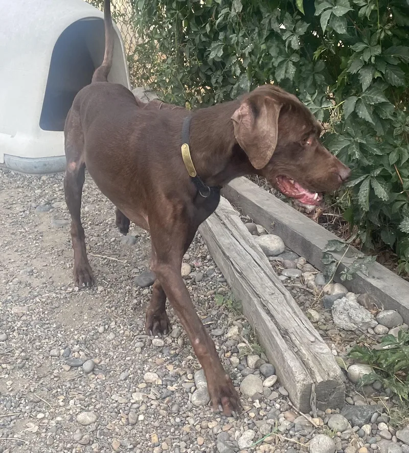 An adult large-sized male Weimaraner dog named Scooby for adoption in Billings, MT