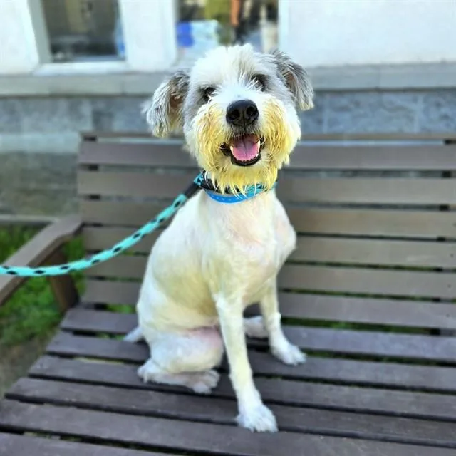 An adult medium-sized male Wheaten Terrier dog named Eddleston for adoption in Long Beach, CA