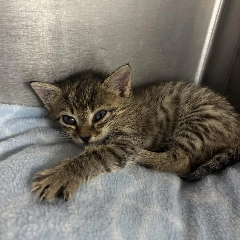 A baby small-sized male Brown / Chocolate Domestic Short Hair cat named Havoc for adoption in Beaumont, TX