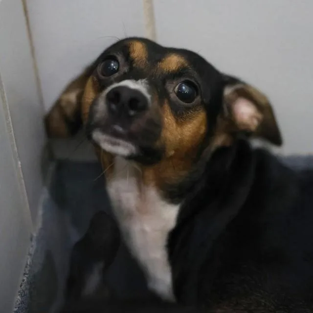 An adult medium-sized male Chihuahua dog named Pitty for adoption in San Antonio, TX