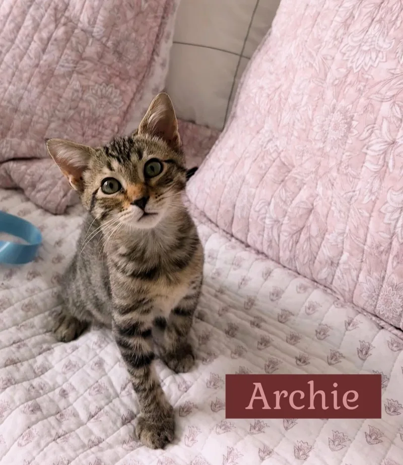 A young medium-sized male American Shorthair cat named Archie for adoption in Mount Pleasant, SC