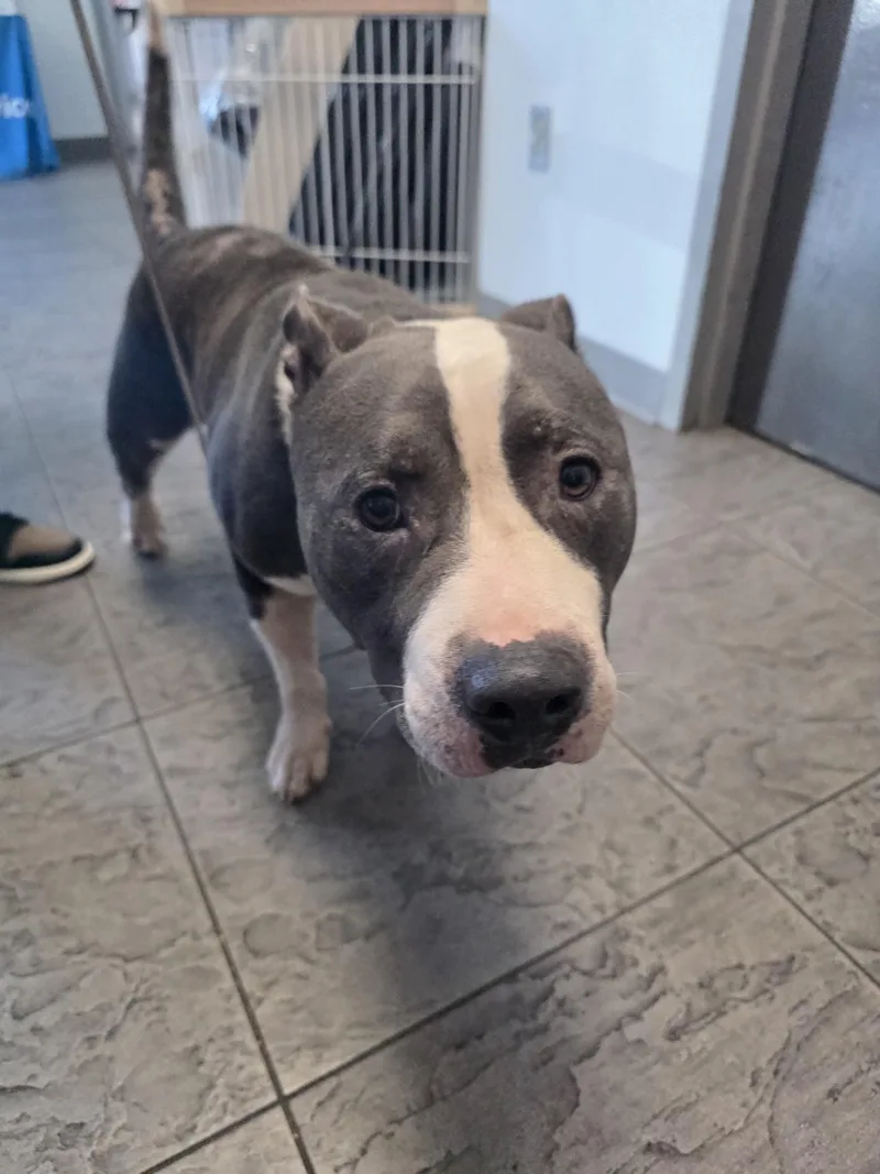 An adult large-sized male Pit Bull Terrier dog named Tefera for adoption in Los Angeles, CA
