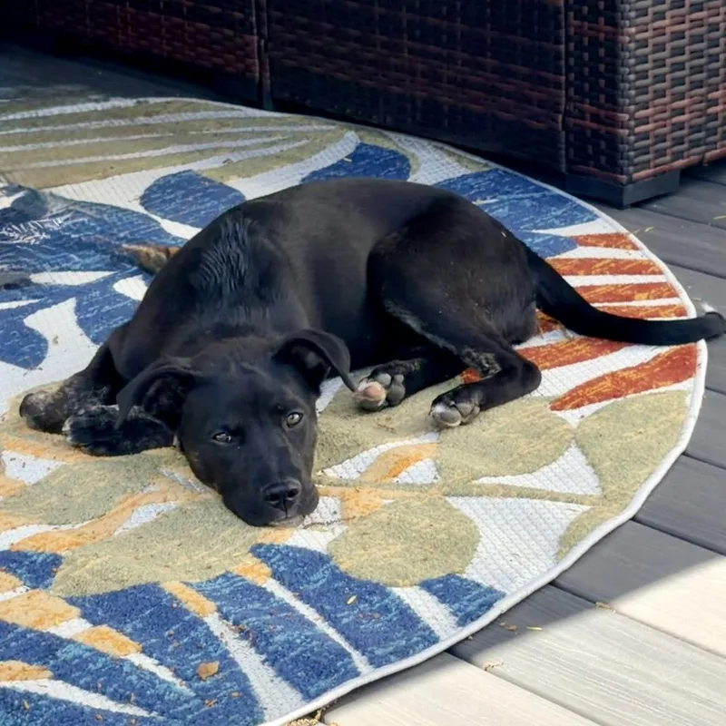 A baby large-sized female Black Terrier dog named Valentine for adoption in Staten Island, NY