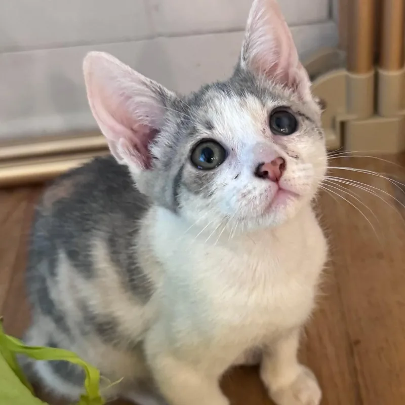 A baby small-sized female Calico Domestic Short Hair cat named Chalet for adoption in Jupiter, FL