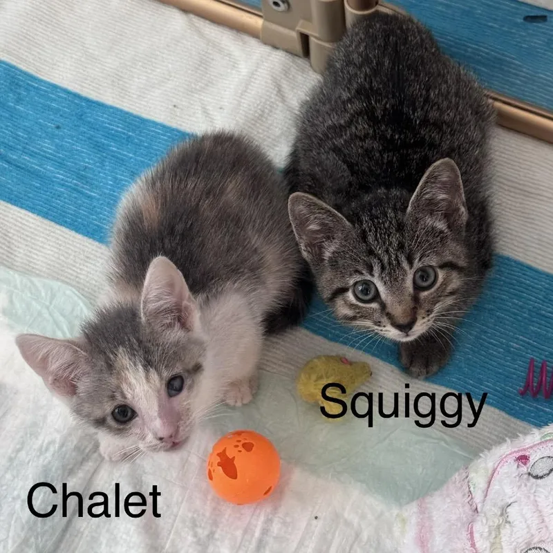 Chalet thumbnail 3