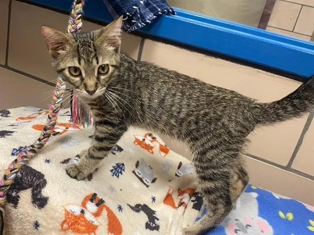 A baby small-sized male Domestic Short Hair cat named Rye for adoption in Fort Wayne, IN