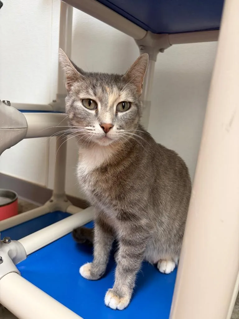A young medium-sized female Domestic Short Hair cat named Artemis for adoption in Clinton, SC